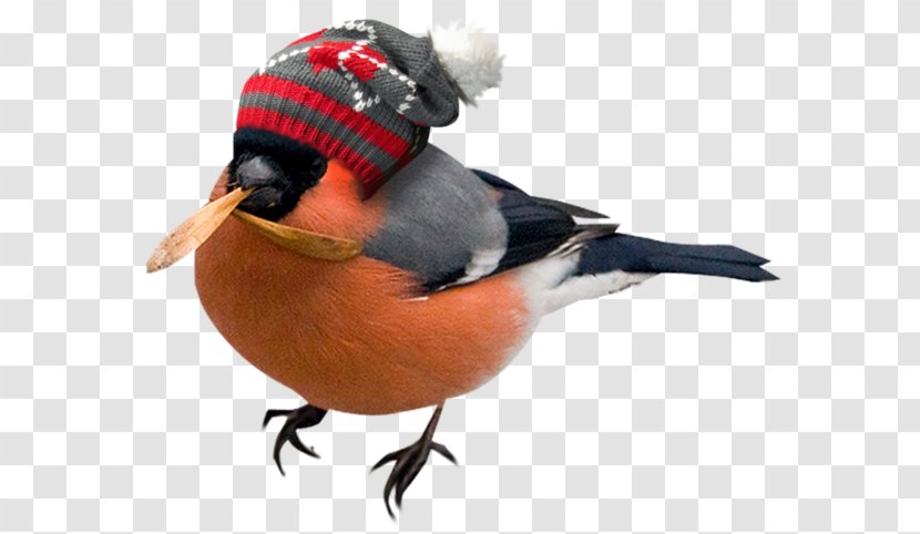 Bird Rook - Winter - A With Hat Transparent PNG