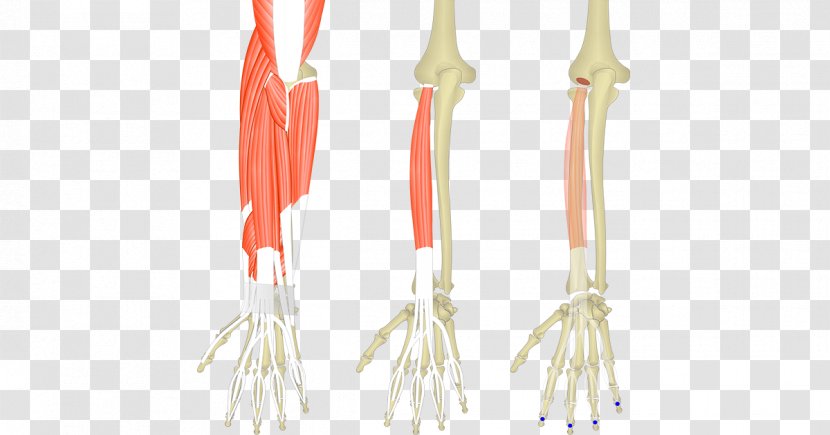 Extensor Carpi Radialis Longus Muscle Digitorum Brevis Ulnaris - Forearm - Wrist Transparent PNG