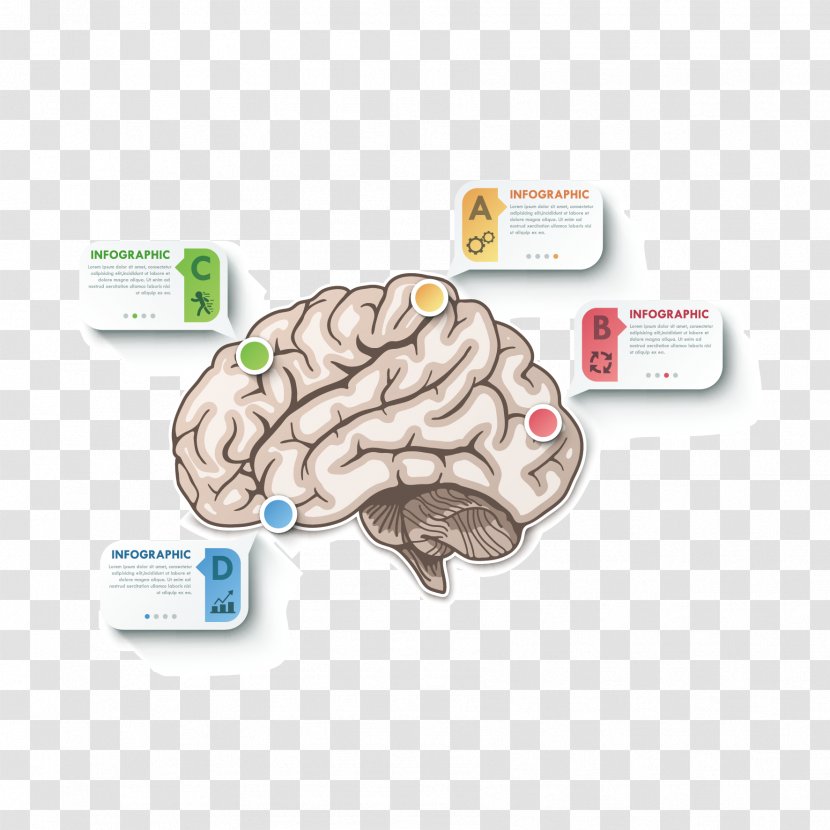 Brain Cerebrum - Flower - Vector Information Map Transparent PNG