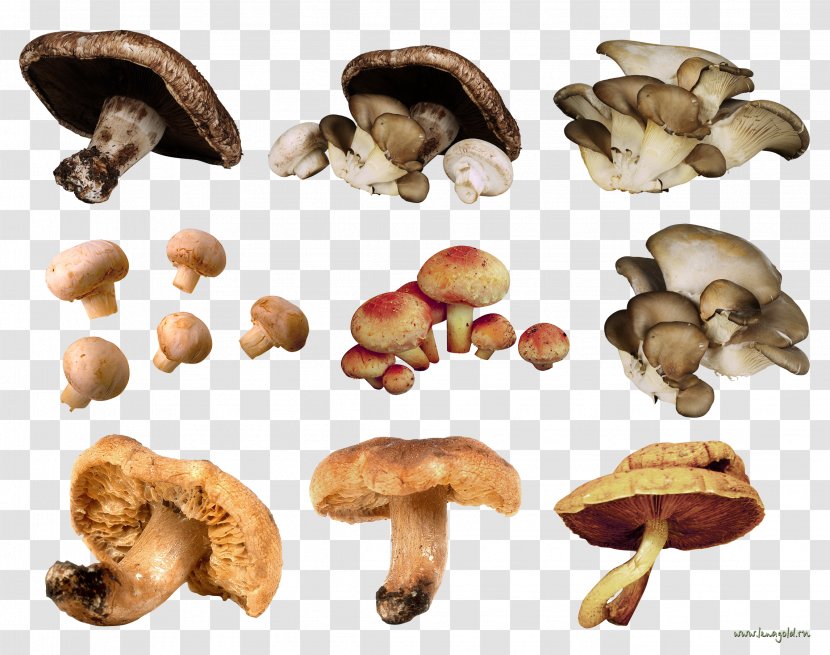 Edible Mushroom Fungus - Fungiculture - Champignon Transparent PNG