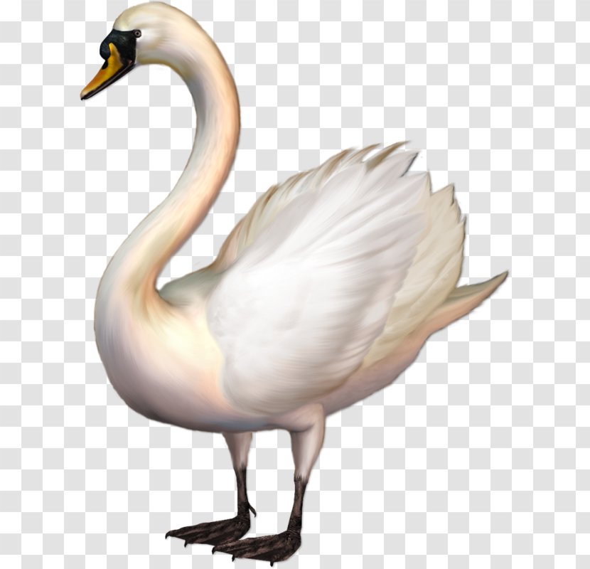 Whooper Swan Bird Tundra Clip Art - Free Content - Lovely Transparent PNG