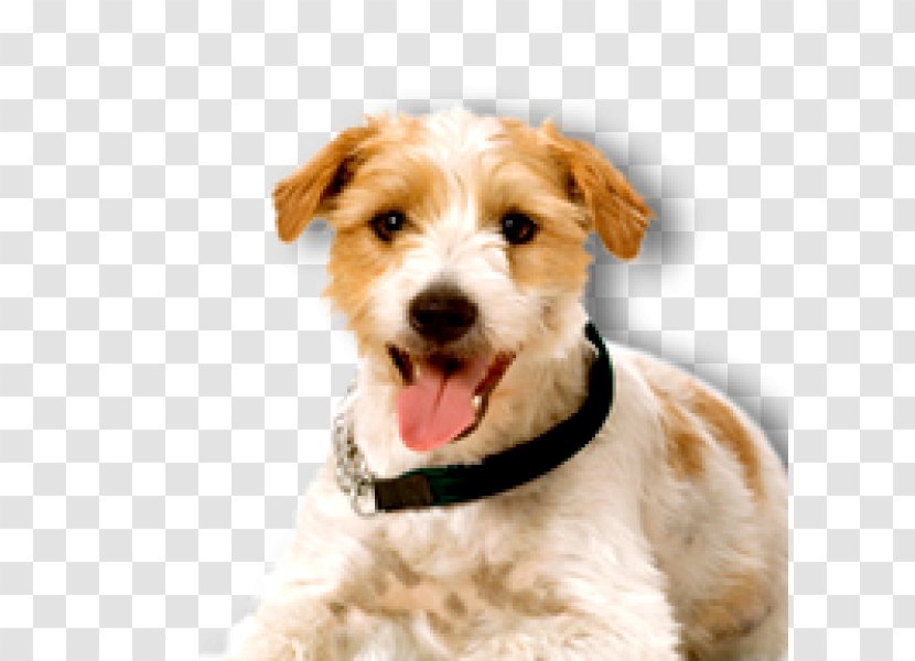 Wire Hair Fox Terrier Cargo Barrier Chevrolet Schnoodle - Driving - Car Transparent PNG
