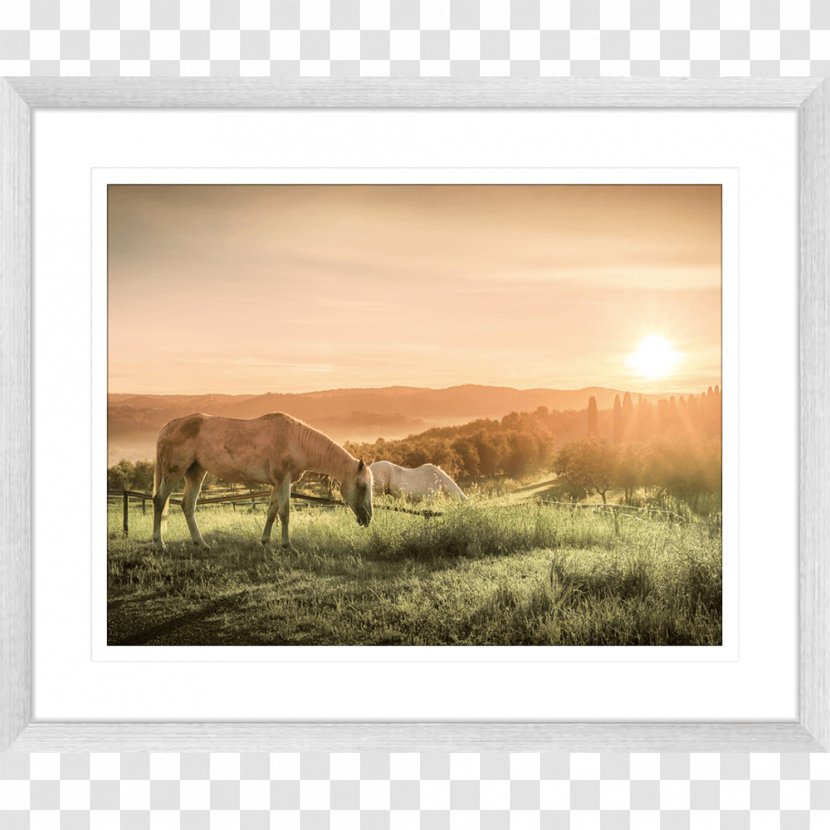 Work Of Art Picture Frames Photography Printmaking - Plain - Watercolor Horse Transparent PNG
