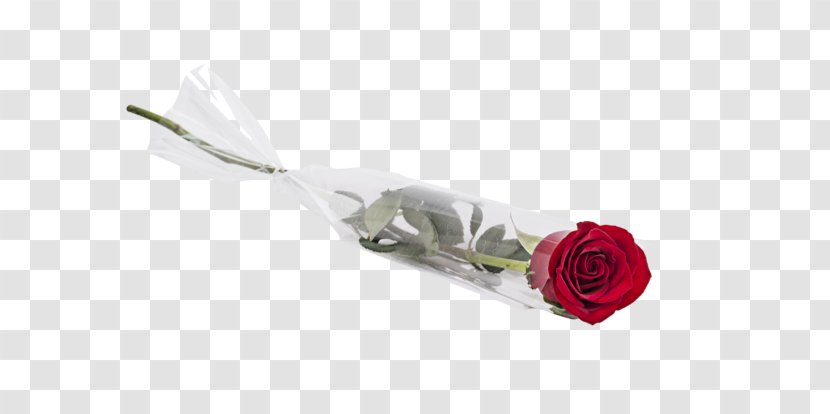 Valentines Day Background - Love - Rose Order Plant Transparent PNG