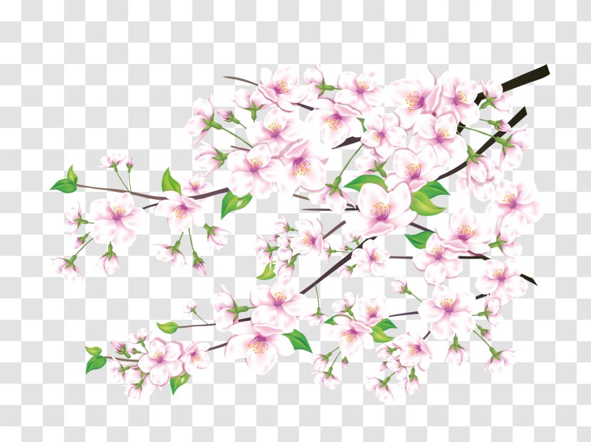 Peach Drawing Art & Photo Exhibits Clip - Plant Transparent PNG