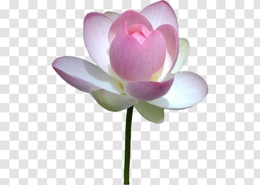 Nelumbo Nucifera Water Lilies Flower Pink - Plant Transparent PNG