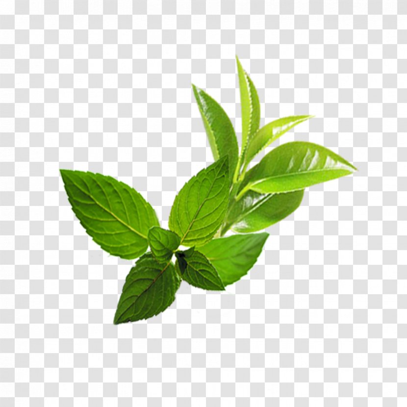 Leaf Mentha Spicata - Herbal - Mint Transparent PNG