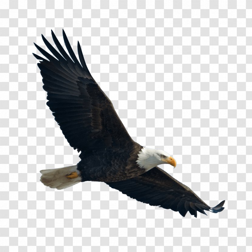 The Bald Eagle / El Guila Calva Bird - Vulture Transparent PNG