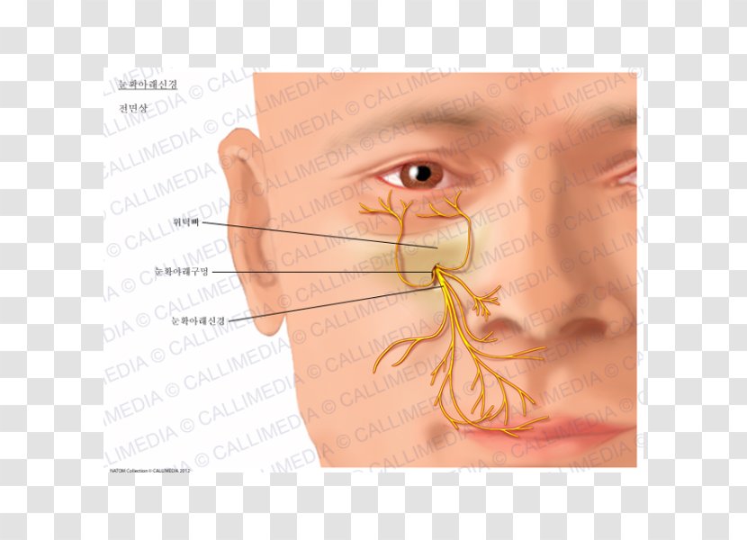 Infraorbital Nerve Nasociliary Anatomy Artery - Flower - Frame Transparent PNG