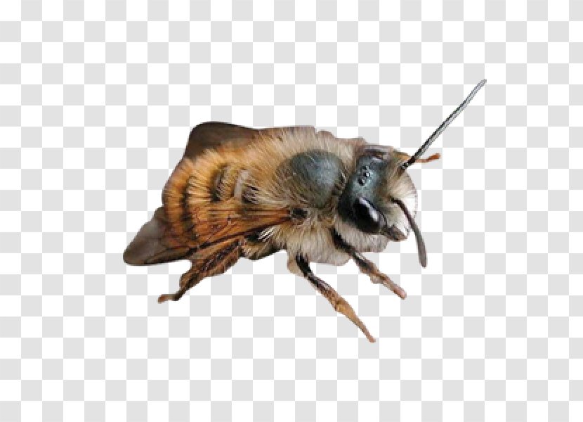 Stourbridge Hagley Dudley Atividade Lúdica Education - Editora Do Brasil - Mason Bees Transparent PNG
