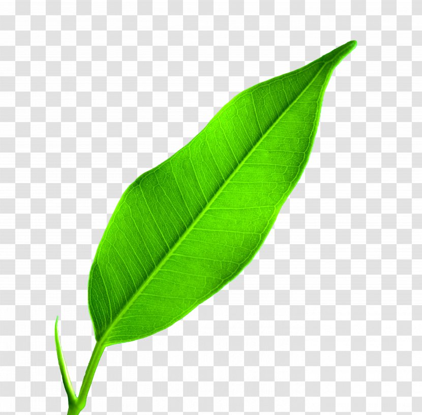 Leaf Google Images Wallpaper Transparent PNG