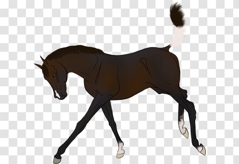 Mustang Foal Pony Rein Stallion - Saddle Transparent PNG