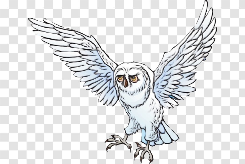 Owl Bird Of Prey Wing Beak - Line Art - Falconiformes Transparent PNG