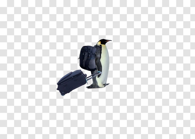 Penguin South Pole Bird Download - Human Back - Backpackers Travel Transparent PNG