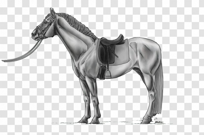 Mane Horse Stallion Pony Rein - Neck Transparent PNG