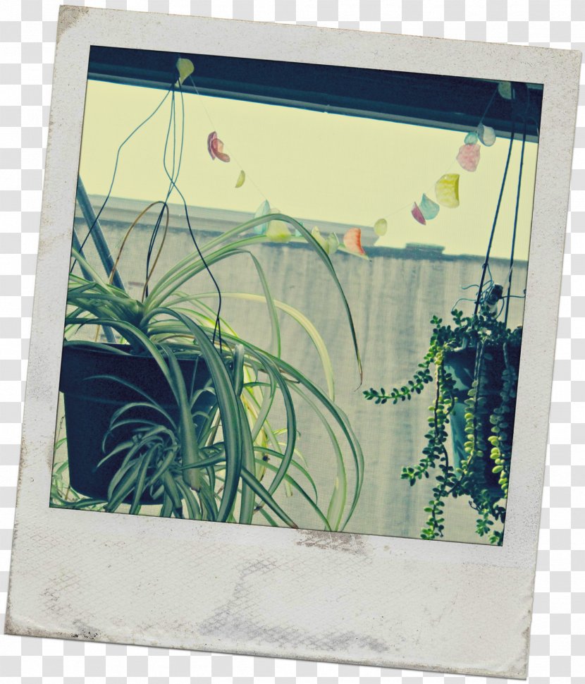 Picture Frames Rectangle - Flora - Lovely Garlands Transparent PNG