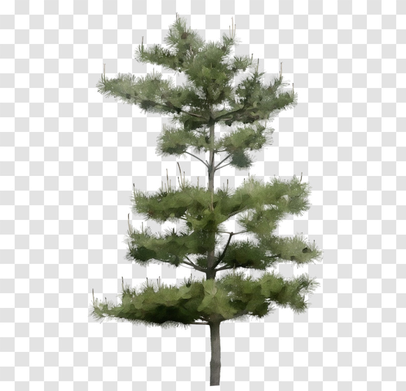 Tree Balsam Fir Shortleaf Black Spruce White Pine Yellow Fir Transparent PNG