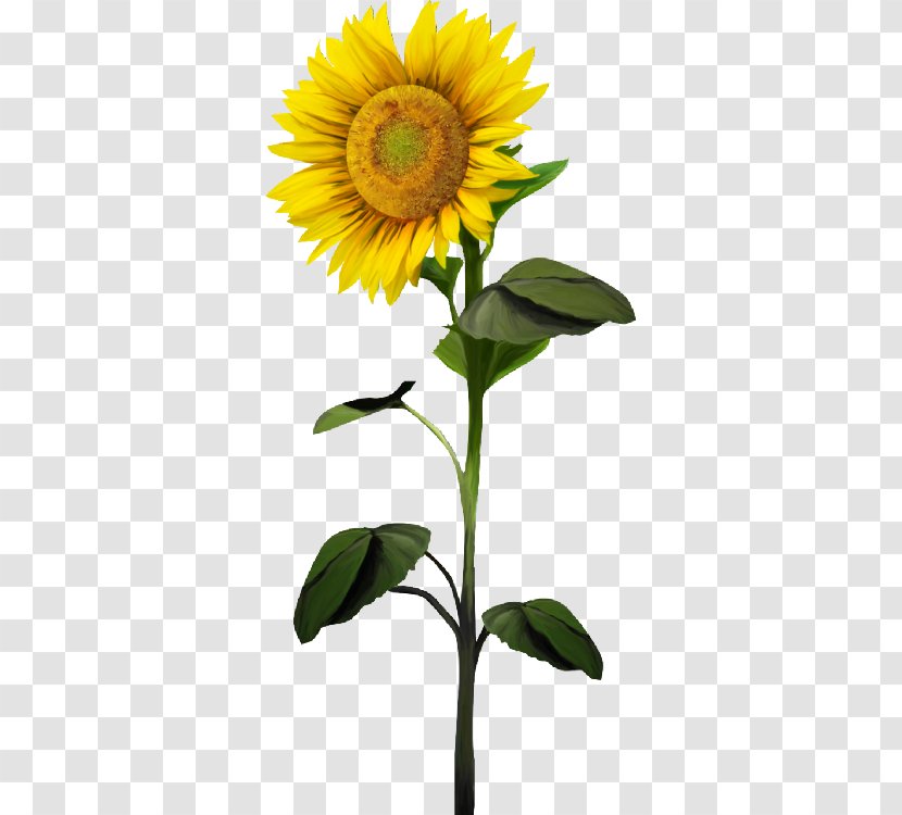 Common Sunflower Clip Art - Flower - Flowers Transparent PNG
