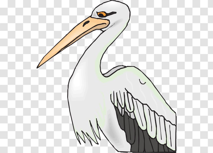 Brown Pelican Bird American White Coloring Book Clip Art - Pixabay - Sharp Cliparts Transparent PNG