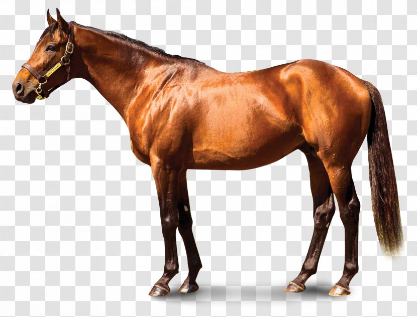 Stallion Thoroughbred Keeneland Association Inc Horse Racing Mucho Macho Man - Mane - Spirit Of The Cimarron Transparent PNG