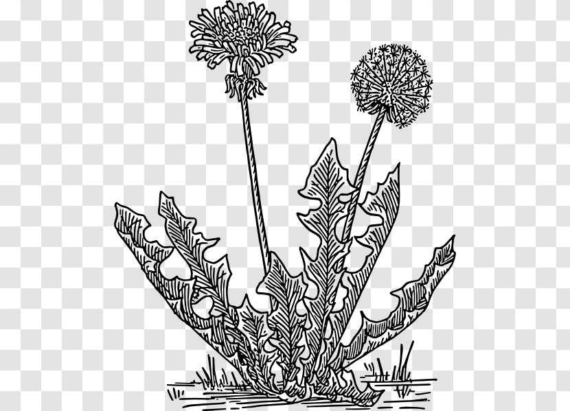 Flower Line Art - Globe Thistle - Vascular Plant Heracleum Transparent PNG