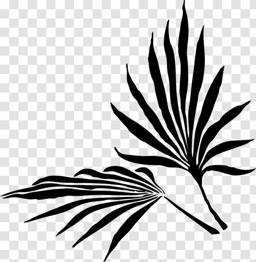 Palm Trees Branch Clip Art Leaf - Vascular Plant Transparent PNG
