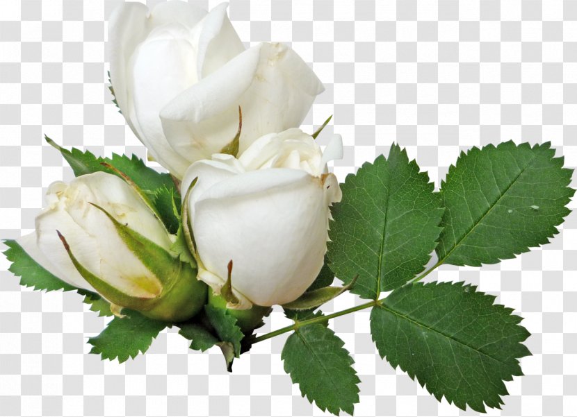 Rose Clip Art - Rosa Centifolia - White Roses Transparent PNG
