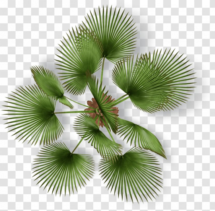 Plant Lettuce Arecaceae Endive Soly Import - Jpeg Network Graphics Transparent PNG