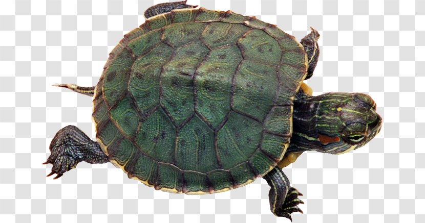 Green Sea Turtle Reptile Red-eared Slider Pet Transparent PNG