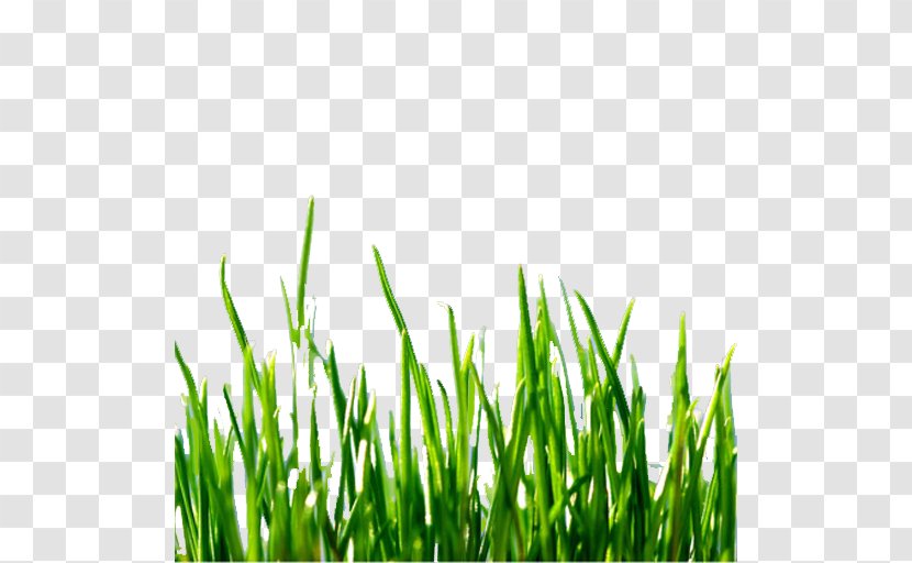 Lawn Mowers Technology Green Computing Invention - Commodity Transparent PNG