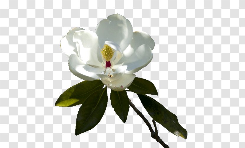 Flowering Plant Magnoliaceae Maid Service - Flower - Magnolia Transparent PNG