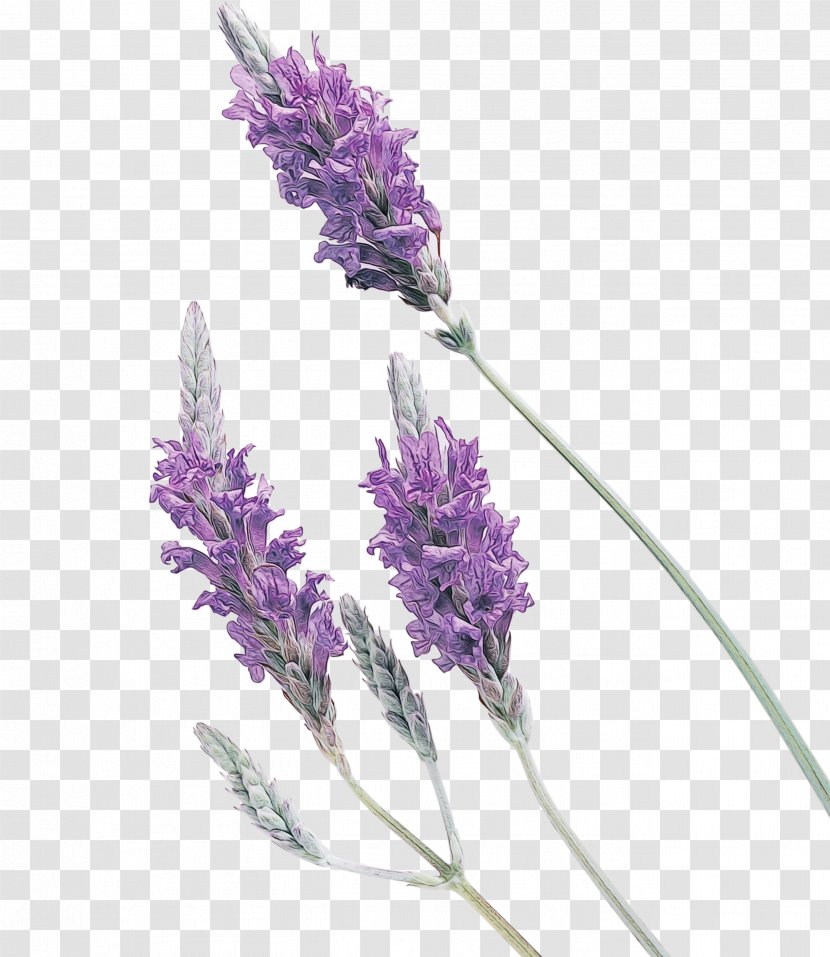 Purple Watercolor Flower - Perennial Plant Grass Transparent PNG