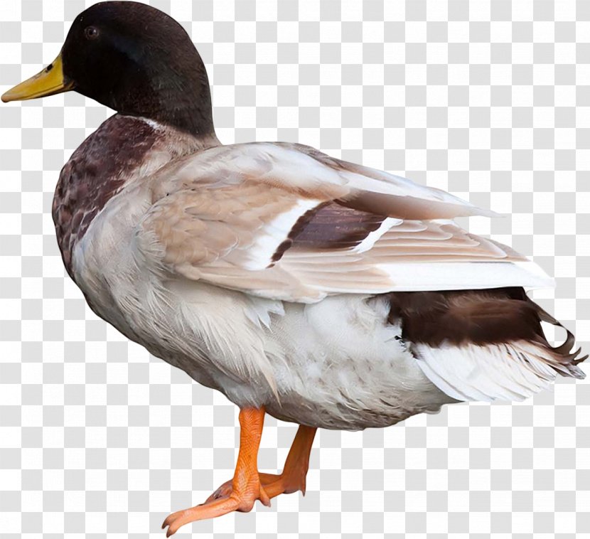 Duck Goose Bird Animal Mallard Transparent PNG
