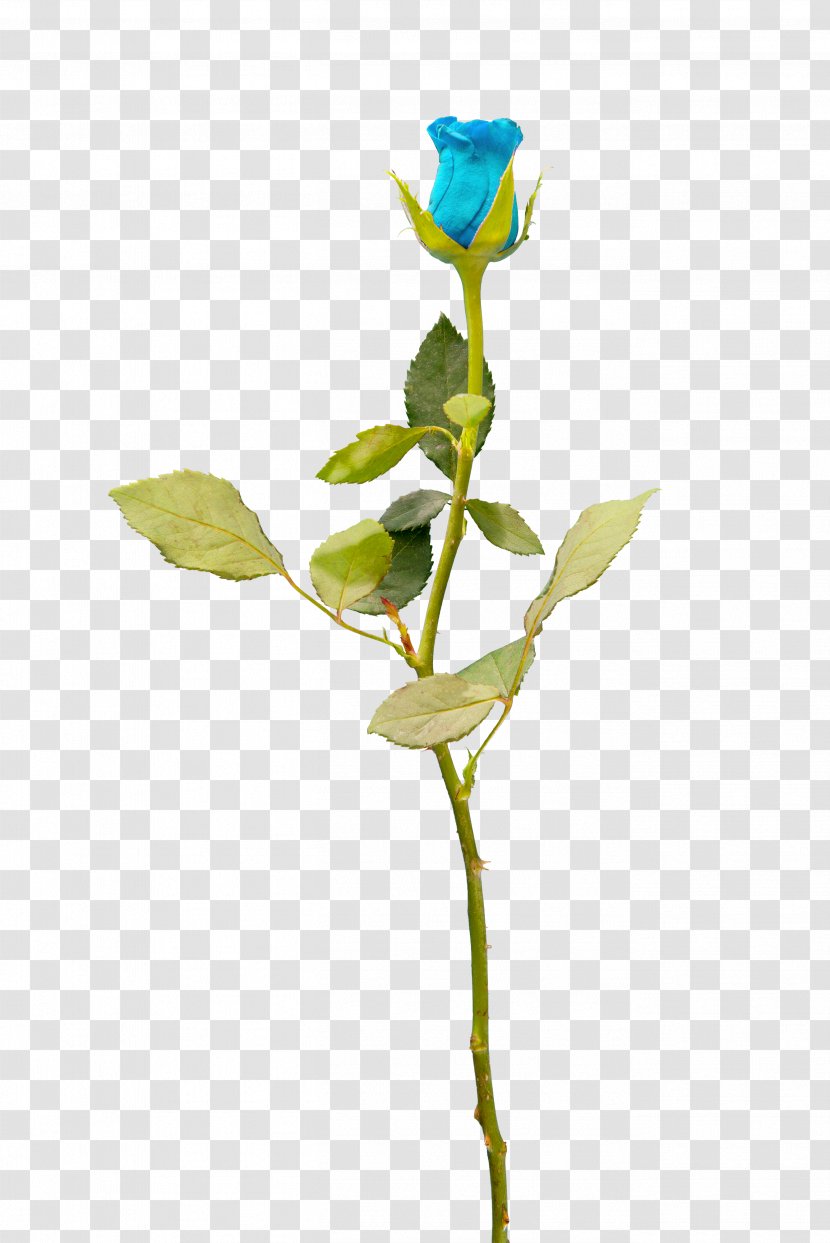 Garden Roses Cut Flowers Blue Rose Petal Transparent PNG