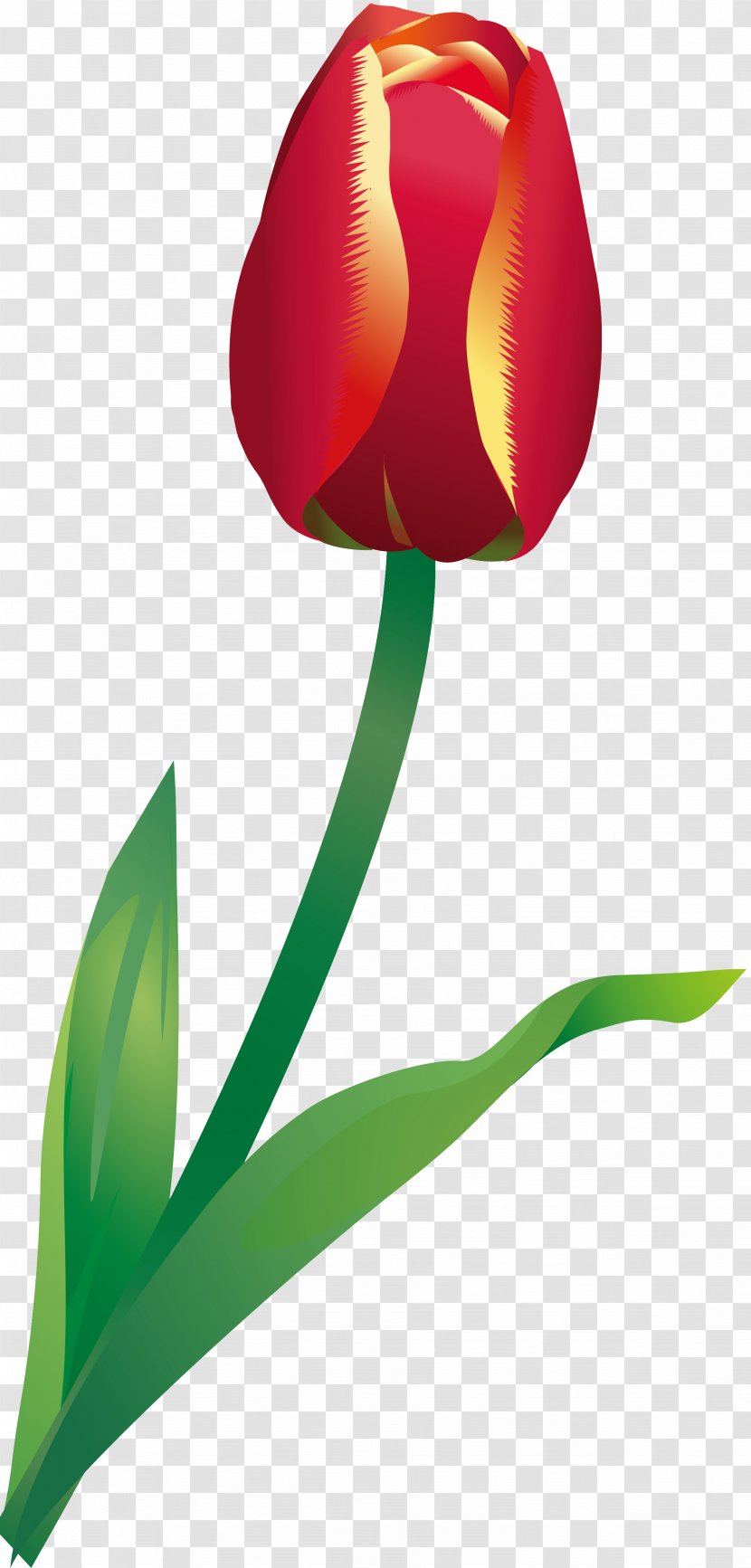 Flowering Plant Tulip Liliaceae Stem - Lily Family Transparent PNG