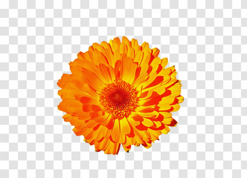 Flowers Background - Pollen - Sunflower Daisy Family Transparent PNG