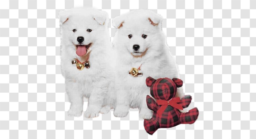 Samoyed Dog Puppy Christmas High-definition Television Wallpaper - Companion - White Transparent PNG