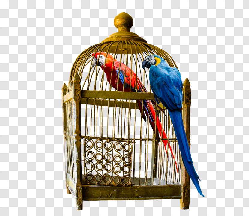 Why Does My Cat -? Birdcage - Bird Feeding Transparent PNG