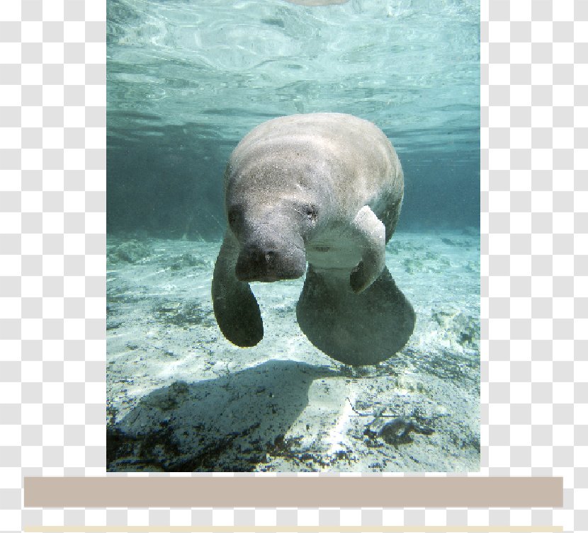 Crystal River West Indian Manatee Three Sisters Springs Everglades Dugong - Banco De Imagens - Fist Pumping Transparent PNG