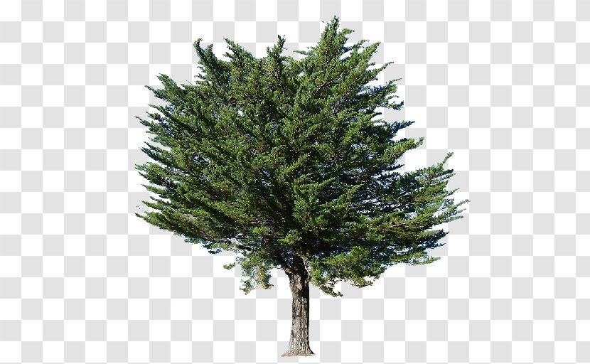 Fir Pine Populus Nigra Tree - Conifer Transparent PNG