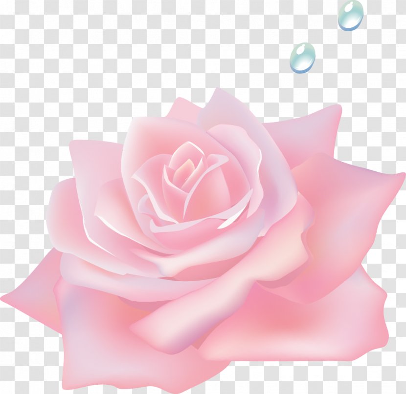 Garden Roses Centifolia Beach Rose Pink - Family - Flowers Transparent PNG
