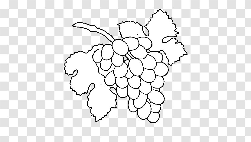 Grape Drawing Raceme Coloring Book Painting Transparent PNG