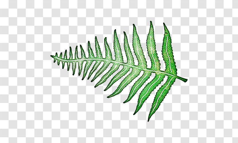 Fern Transparent PNG