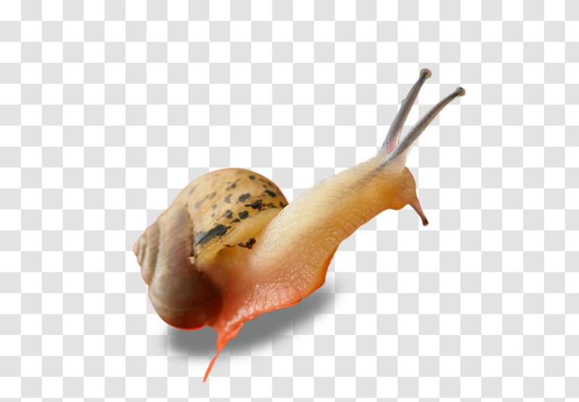 Snail Euclidean Vector Computer File - Polymita Picta - Snails Transparent PNG