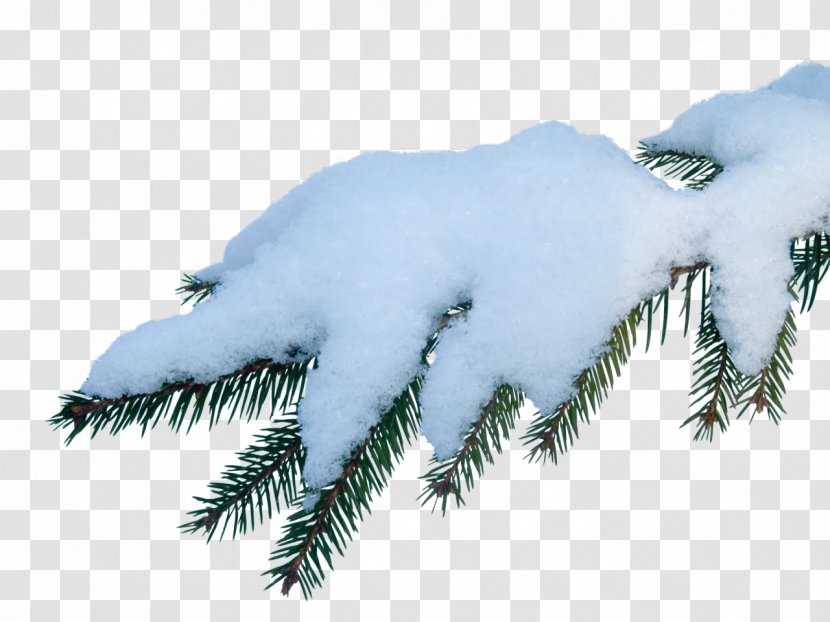 Snow - Information - Photography Transparent PNG