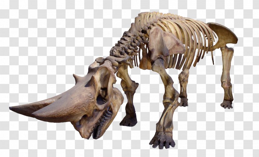 Museum Of Osteology Rhinoceros Human Skeleton Skull - Long Bone - Dinosaur Transparent PNG