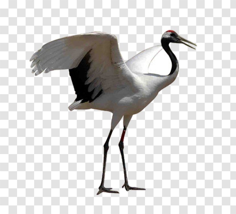 Red-crowned Crane White Stork Bird Grey Crowned - Ibis Transparent PNG