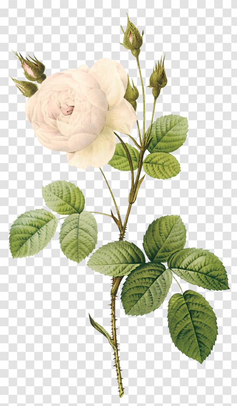 Rose Flower Botanical Illustration Botany White - Printmaking Transparent PNG