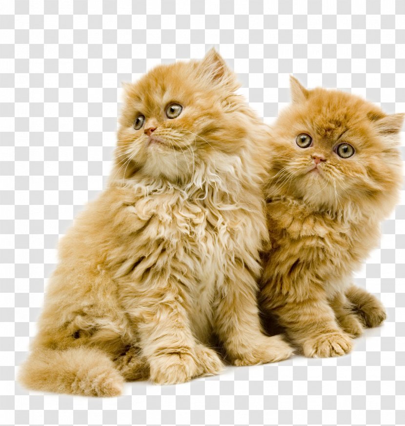 British Semi-longhair Whiskers Kitten Domestic Short-haired Cat Long-haired - Fur Transparent PNG