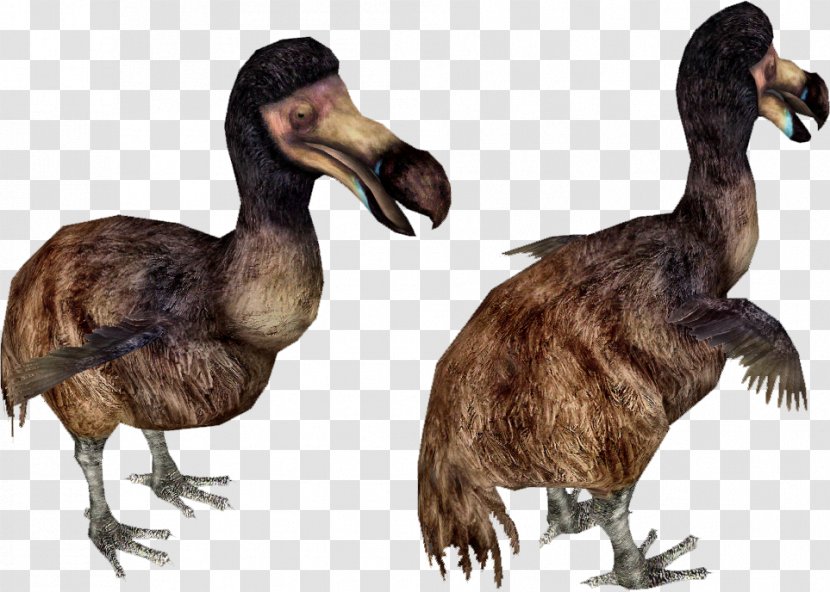 Duck Bird Dodo Extinction Zoo Tycoon 2 Transparent PNG